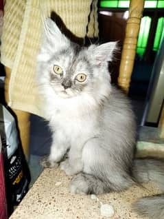 Pair of Persian Cat, 2 months old.