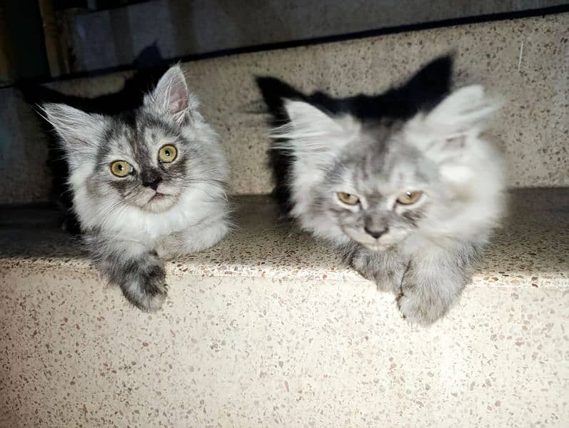 Pair of Persian Cat, 2 months old. 2