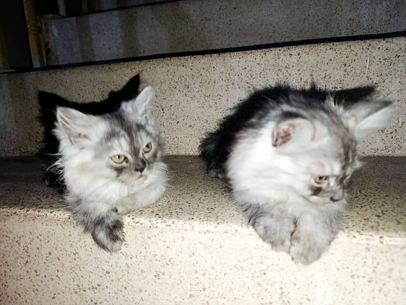 Pair of Persian Cat, 2 months old. 3