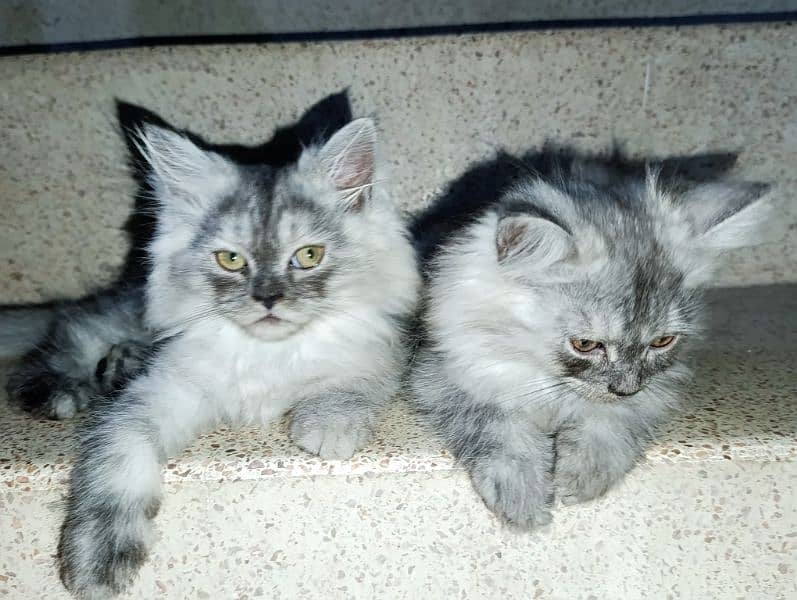 Pair of Persian Cat, 2 months old. 6