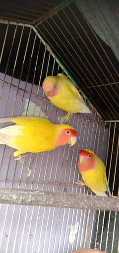 Lotino fully Hand tame 1 pies or lotino breeder pair with 1 self chick