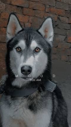 Siberian husky