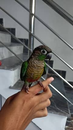 parrot tamed