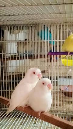 Creamino, Decino, Albino Red eye, Albino split ino,Blue pestal ino etc 0