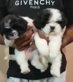 Shihtzu puppies available for sale