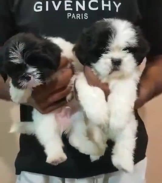 Shihtzu puppies available for sale 0