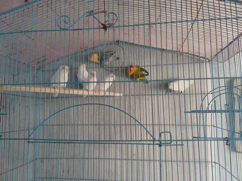 lovebirds for sale 4