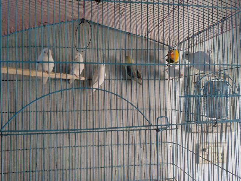 lovebirds for sale 3