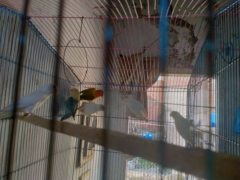 lovebirds for sale 5