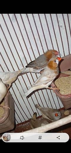 Half Orange Working Finches