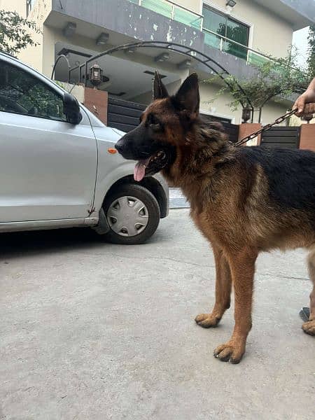 GERMAN SHEPHERD PAIR 1