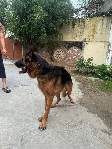 GERMAN SHEPHERD PAIR 2