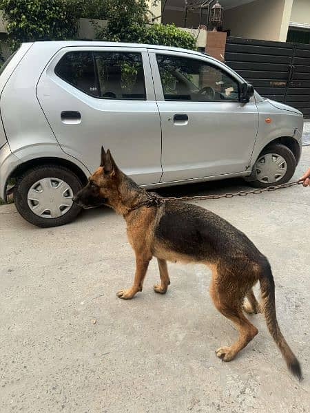 GERMAN SHEPHERD PAIR 4