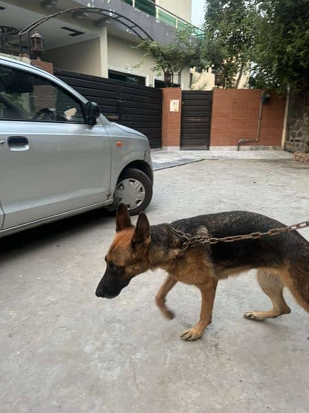 GERMAN SHEPHERD PAIR 7