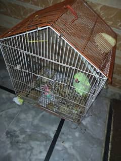 parrot for sale with pinjra