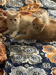 Persian kittens up for adoption 0