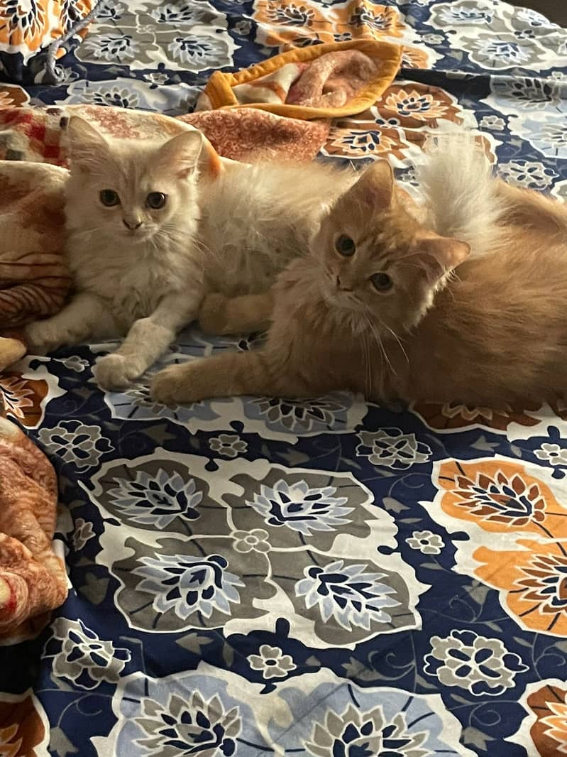 Persian kittens up for adoption 0