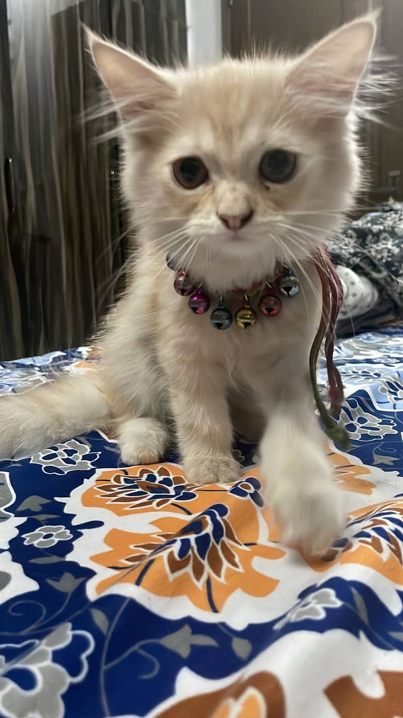 Persian kittens up for adoption 1