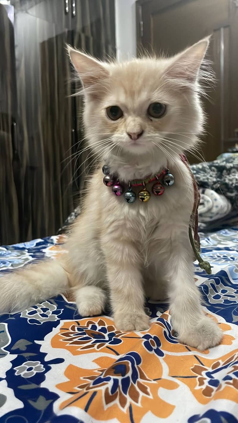 Persian kittens up for adoption 2