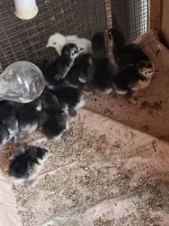 White Buff/Black Buff/Desi Hens 0