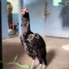 Pure Black hen