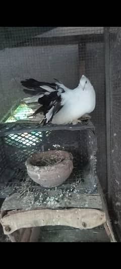 American Blacktail female