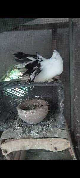 American Blacktail female/pair 0