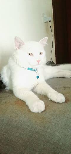 Male cat