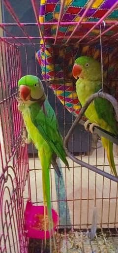 raw Parrot pair