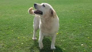 Pair of Pure Labrador