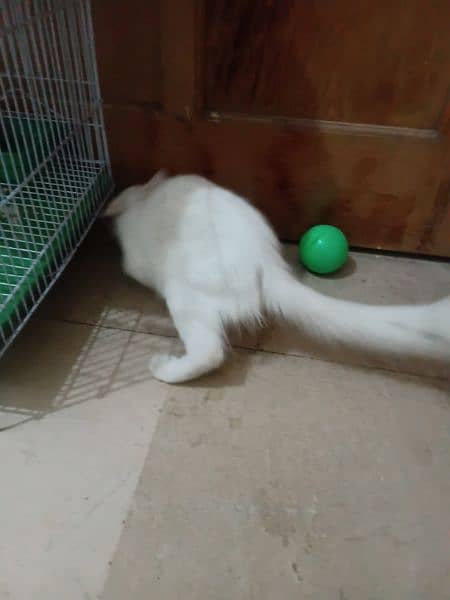 Persian cat for sale 1