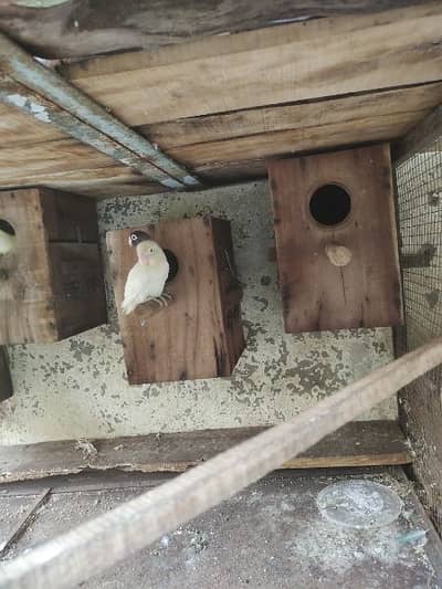 Love birds for sale