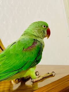 Raw Parrot Female hand tamed 0