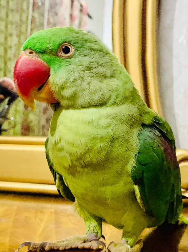 Raw Parrot Female hand tamed 3