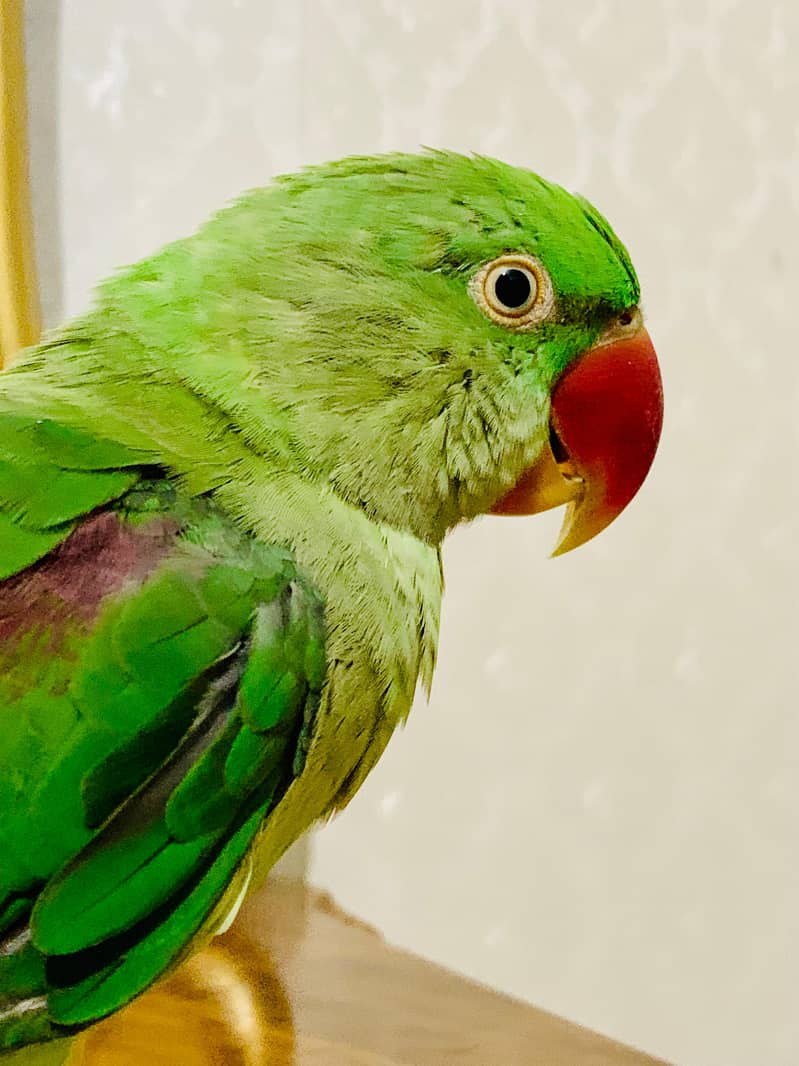 Raw Parrot Female hand tamed 4