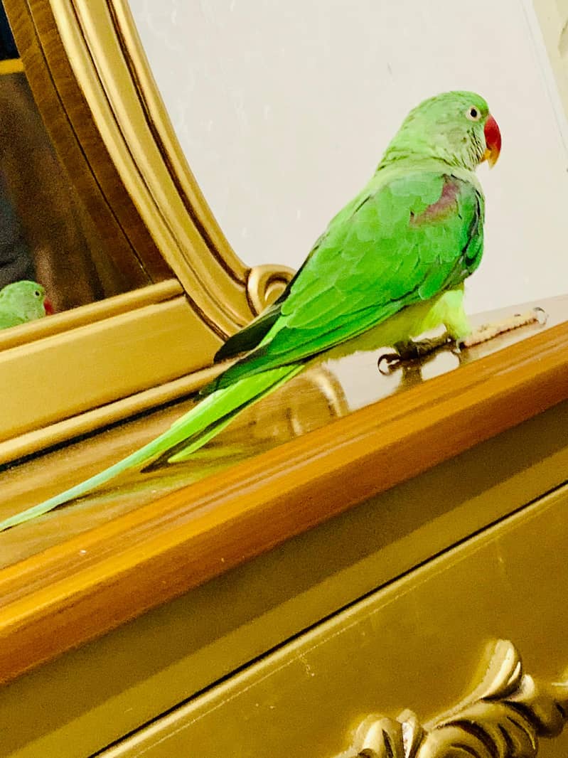 Raw Parrot Female hand tamed 5