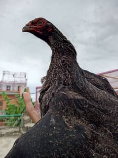 Aseel Hens  for sale