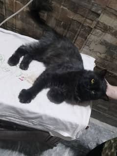 Black Persian male