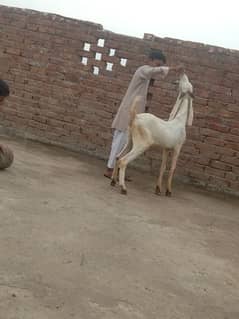 rajanpuri desi Bakra urgent for sale