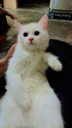 Persian Cat