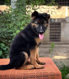 long coat Gsd female pup 0