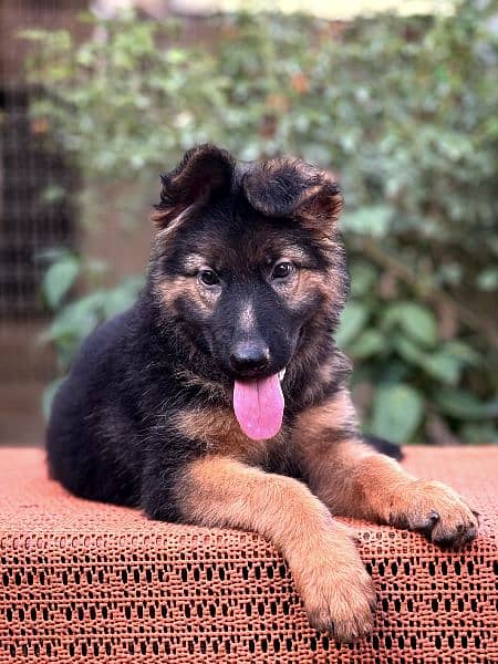 long coat Gsd female pup 1