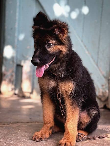 long coat Gsd female pup 2