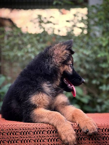 long coat Gsd female pup 3