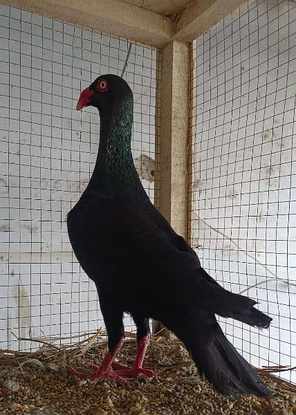 Healthy Black Danish Pigeon for Sale 2