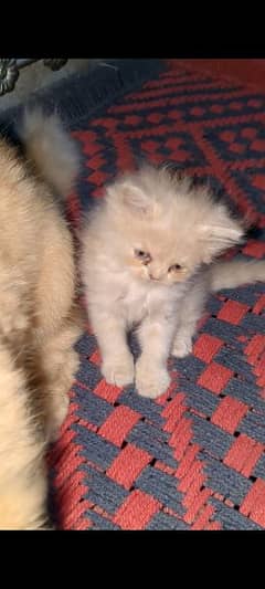 Persian kitten triple coated doll face