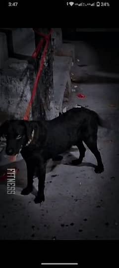 Black labdor Dog for Sale