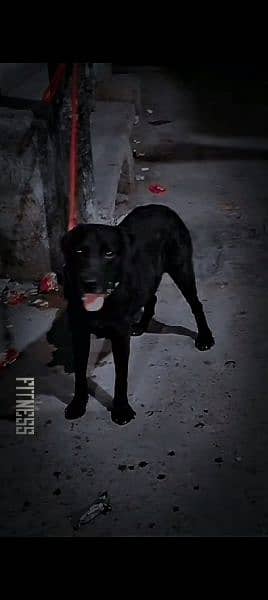 Black labdor Dog for Sale 2