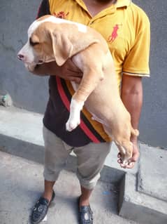 Two male puppies