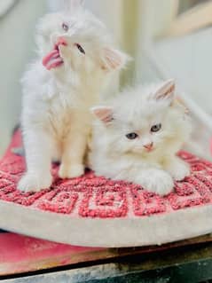 Persian cats